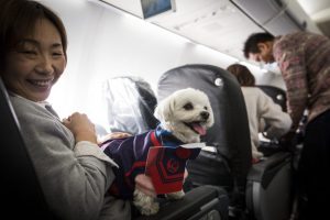 Der Flug mit Hund in Ägypten